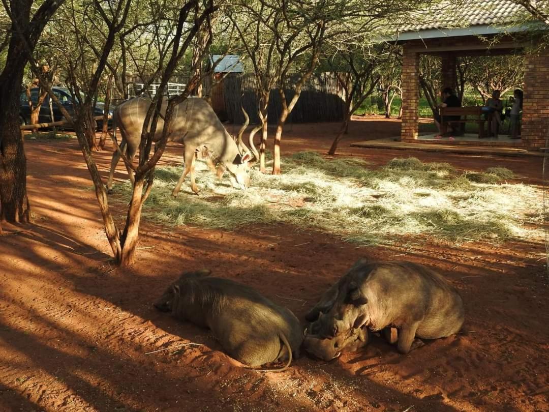 462 Bosbok Chalets Marloth Park Kültér fotó