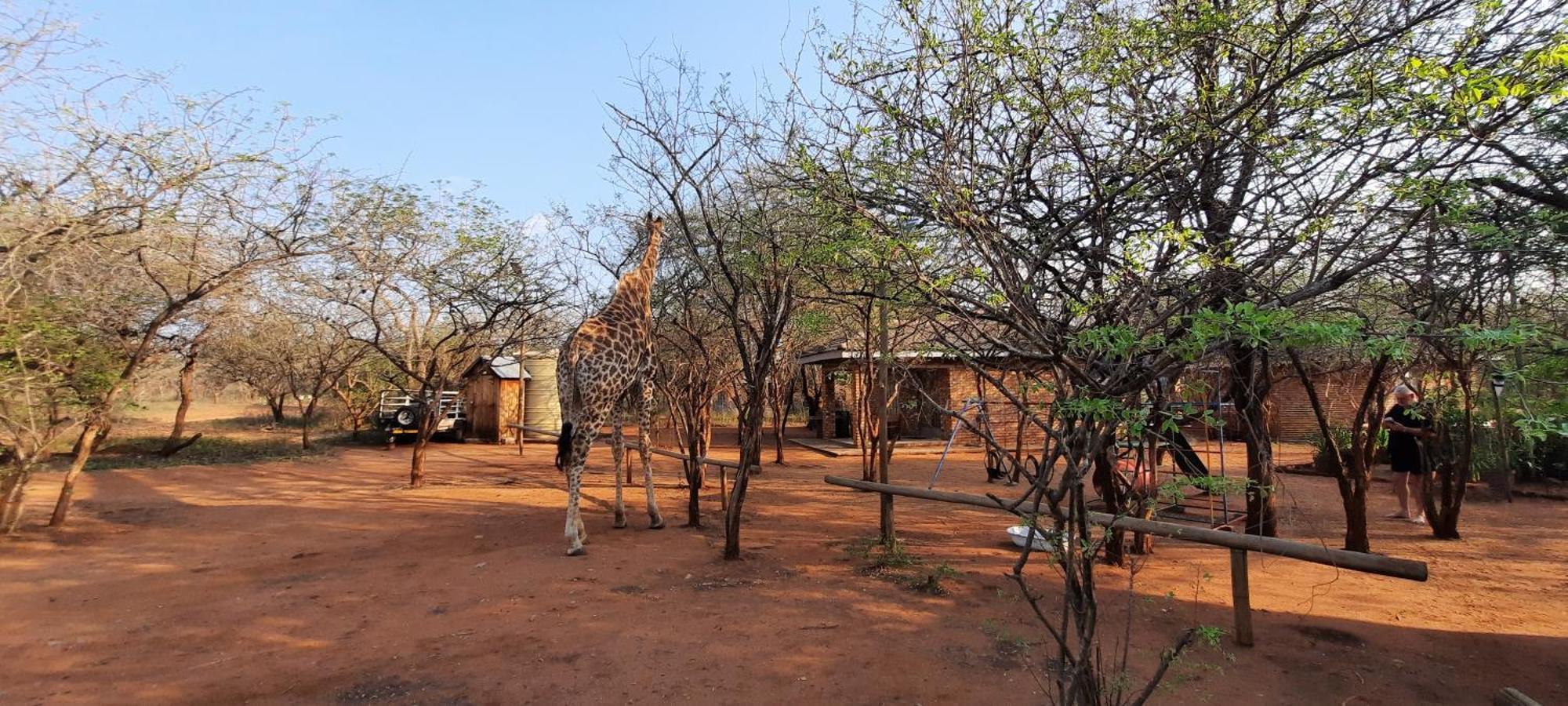462 Bosbok Chalets Marloth Park Kültér fotó