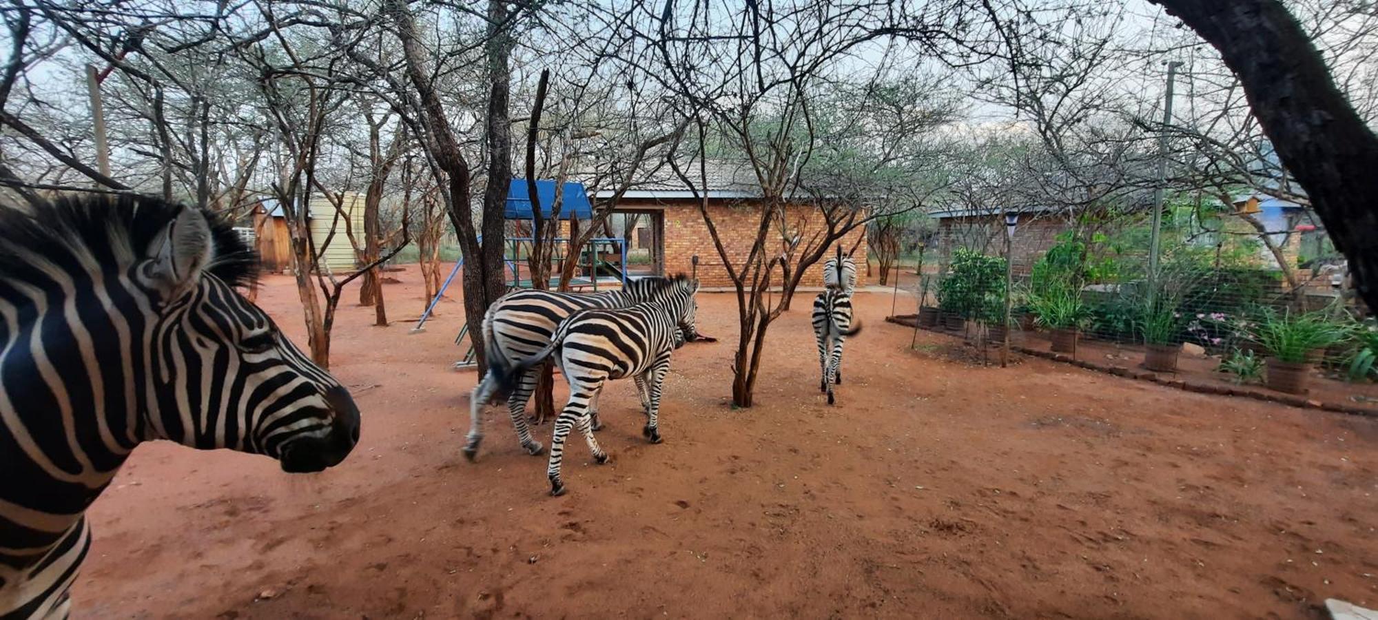 462 Bosbok Chalets Marloth Park Kültér fotó